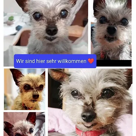 アパート Naehe Winterberg Upland Bromskirchen