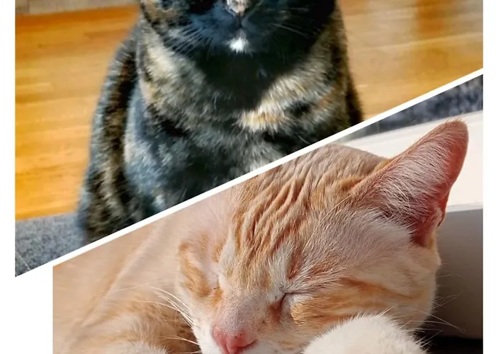 Διαμέρισμα Naehe Winterberg Upland *